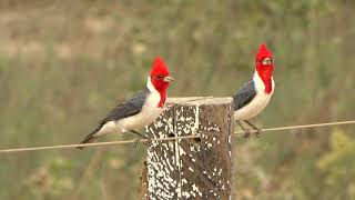 Redcrested cardinal Paroaria capitata [upl. by Izogn]