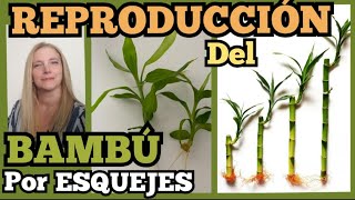 🎋BAMBÚ REPRODUCCIÓN► por ESQUEJES👉🏼❗️LEAN LA DESCRIPCIÓN👇🏽⚠️VeronicaCampaniniPlantas [upl. by Wanfried]