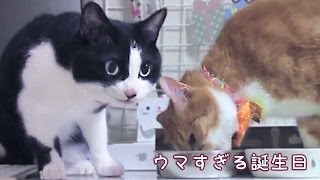 ささみに夢中！ママの存在を忘れた猫〜ウマい餌に大興奮する猫 2【猫の誕生日】Cats which is excited at delicious baitvol2 [upl. by Ahtael]