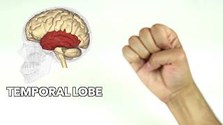 How to learn major parts of the brain quickly [upl. by Alodie]