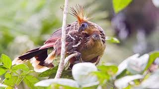 Facts About Hoatzin Bird [upl. by Llerrehs]