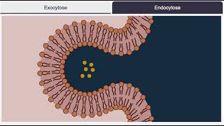 Endocytose exocytose [upl. by Haroppiz]