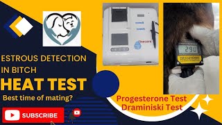 Progesterone Test In Dogs  Estrous Detection  Heat Test In Bitch  Pioneer Pets Hospital [upl. by Maurreen]