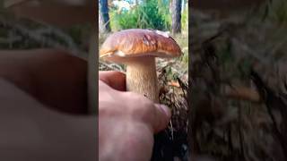 Crunchy porcini mushrooms Full video on the channel mushroom nature forest followme [upl. by Selinski342]