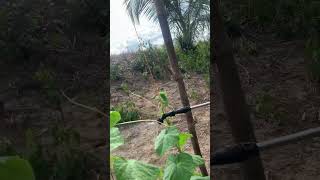 Application of foliar fertilizer for cucumbers vegetablefarming agriculture [upl. by Claybourne36]