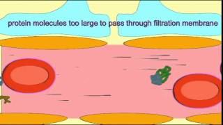 URINALYSIS BLOOD AND PROTEIN [upl. by Lessig234]