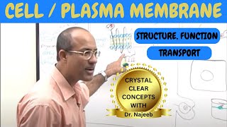 Cell or Plasma Membrane  Structure  Function amp Transport🧬 [upl. by Rayner]