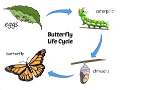 Life Cycle of a Butterfly Lesson and Quiz [upl. by Nirak]