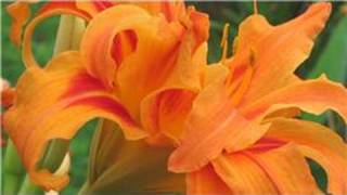 Gardening From Seeds  How to Plant Daylily Seeds [upl. by Alda]