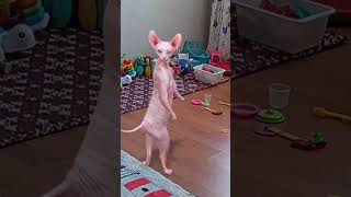 OYUN OYNAMAK İSTİYOR KEDİCİK 🤣🤣shortvideo music song dance cat funny pets youtube [upl. by Orose]