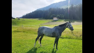 Fabrice 74 CHAMAN x CAP CANAVERAL  2019 mare [upl. by Neahs]