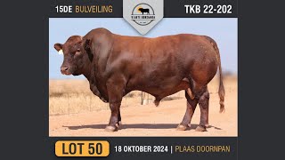 Lot 50  Vlakte Bonsmara Bulveiling  18 Okt 2024 [upl. by Halsy]