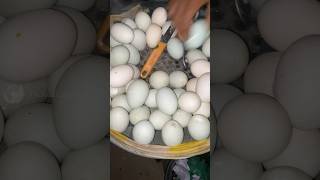 Healthy Boiled Egg Selling 🥚😱 shorts [upl. by Blanch103]