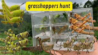 ME vs THOUSANDS of GRASSHOPPERS Epic Grasshopper Catching Challenge [upl. by Dimond]