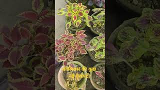 Coleus New Varieties [upl. by Maclaine]