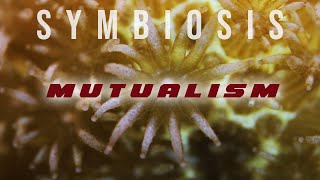 Symbiosis Mutualism [upl. by Scibert]