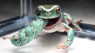 Green Tree Frog VS Hornworm [upl. by Huberty401]