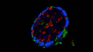 3D construction of Caco2 cyst [upl. by Woodward]