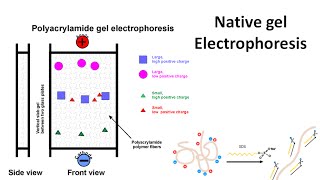 Native gel electrophoresis [upl. by Maxantia]