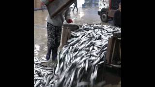 Process of Making Pickled Mackerel Korean Seafood Mass Production Factory [upl. by Aleak]