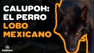 CALUPOH PERRO LOBO MEXICANO 9 COSAS que debes SABER 🐺🐶 [upl. by Adnwahsor]