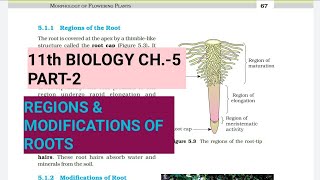 Class 11 BiologyCh5 Part2Regions amp modification of rootsStudy with Farru [upl. by Suinotna]