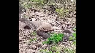 A COMODO DRAGONVsA COBRA DEADLY FIGHT comododragoncobrafightdeadlyfight [upl. by Rene]