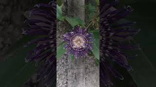 Passiflora  passion flowers  Beauty [upl. by Purdum]