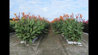 Canna Lily Farm Tour [upl. by Goines]