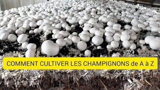 COMMENT CULTIVER LES CHAMPIGNONS LES ETAPES DUNE CULTURE REUISSIE [upl. by Ellery]