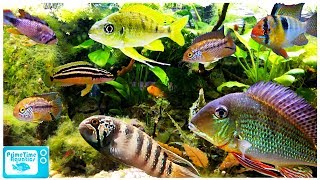 15 Great Cichlids for Planted Aquariums [upl. by Auburta]