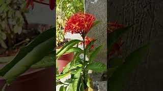 Ixora Coccinea Red floweryoutubeshorts viralvideo trending plz nature subscribe  😌😌 [upl. by Vanya127]