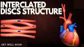 Intercalated discs Structure [upl. by Yeneffit255]