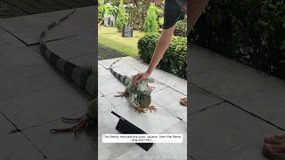 This family rescued the poor iguana from the fierce dog and then animalshorts shortvideo [upl. by Asehr982]