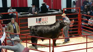 2018 Ohio Beef Expo Angus Super Star Sale Preview [upl. by Ydassac]