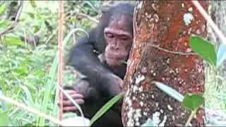 Chimpanzee Research in Tanzania [upl. by Alejandrina]