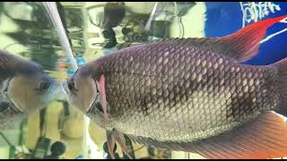 Red Tail Giant Gourami Osphronemus Laticlavius [upl. by Mirisola122]