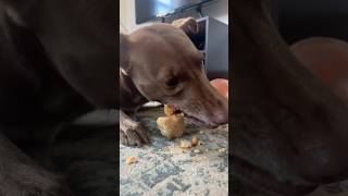 Adding advanced level cruncher to my résumé dog eatingsounds asmr nomnoms [upl. by Balf]