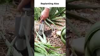 How to Replant Aloe Vera  StepbyStep Tutorial [upl. by Absa]