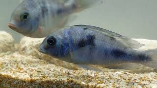 Blue Dolphin Cichlid  Cyrtocara moorii  Species Profile [upl. by Arley]