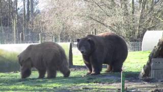 big Kodiak and grizzly bear [upl. by Alayne]