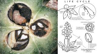 Agents of pollination  Anemophily  Hydrophily  Pollination in Yucca  Pollination in Salvia [upl. by Atiek]