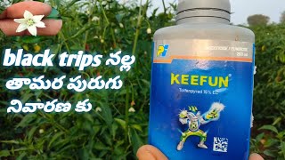 KEEFUN and FOSMITE effect in mirchi 🌶️🌶️ black trips insecticides  fungicides [upl. by Ambrosine]