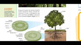 1Cm  Le piante Radici e osmosi capillaritá fusto e foglia [upl. by Yordan]