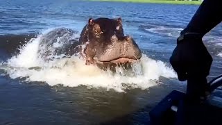 HIPPO  Attacks and Funny Moments  Compilation  Watch Hippos in the wild [upl. by Iccir]