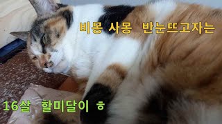 길고양이 새벽의 길고양이 밥주러일어나니 진달래 반눈 뜨고 자는 할미달이 밤새놀다 ㅎ 길고양이브이로그 매일물갈아주기 위생관리 [upl. by Goldenberg]