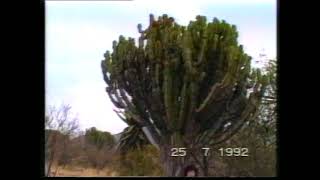 Euphorbia abyssinica Vidéo 33  1995 [upl. by Aicirpac]