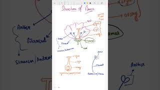 Structure of flower  reproduction in flowering plants biology neet shorts shortvideo [upl. by Sane435]