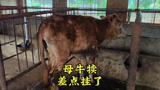 市场买牛风险高，母牛犊差点挂了，看看怎么回事？ [upl. by Bekaj420]