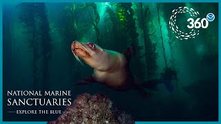 Explore the Blue 360° Sea Lion Encounter [upl. by Og]